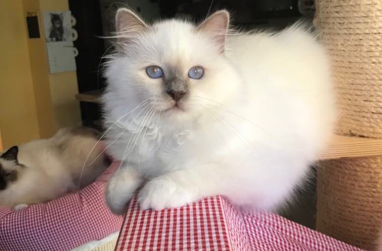 Bohemian Vom Perlenmeer a 4 mesi