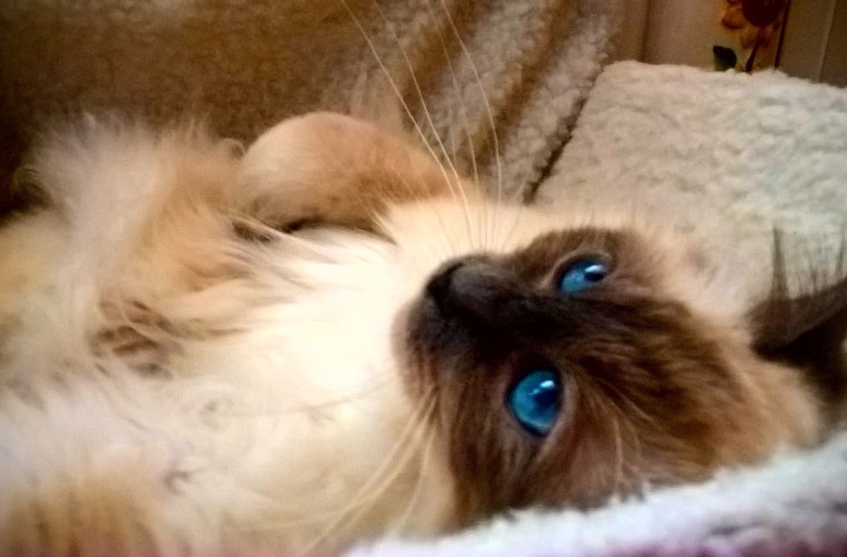 Très Jolie Amor mio