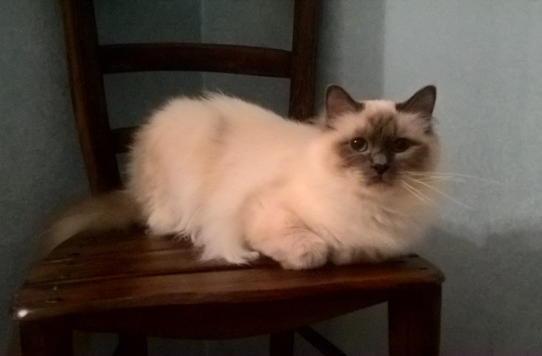 Très Jolie Amor mio